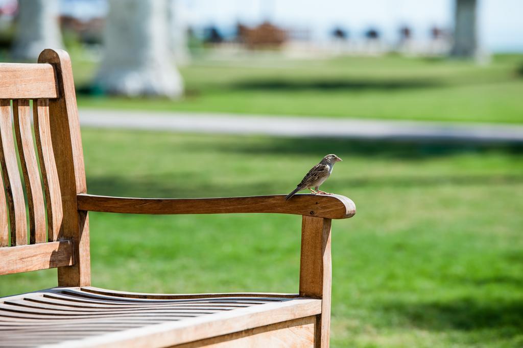 Sealine Beach, A Murwab Resort メサイード エクステリア 写真 A sparrow on a bench